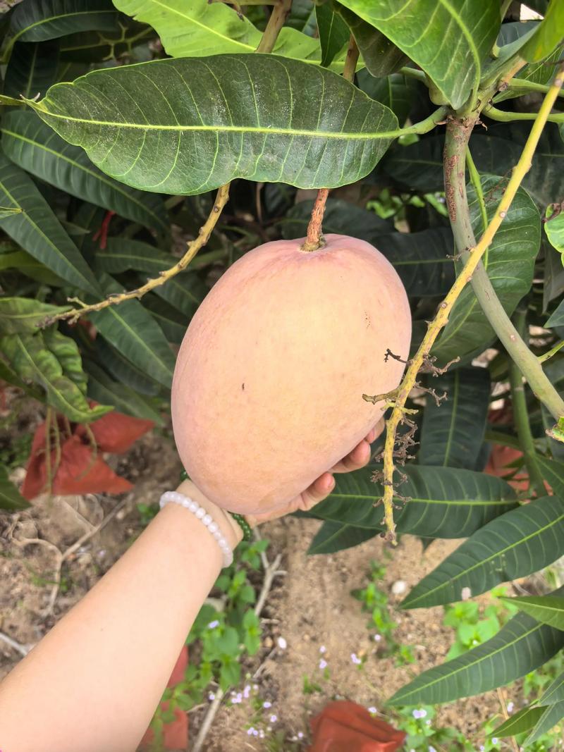 红果免费短剧怎么提现到微信