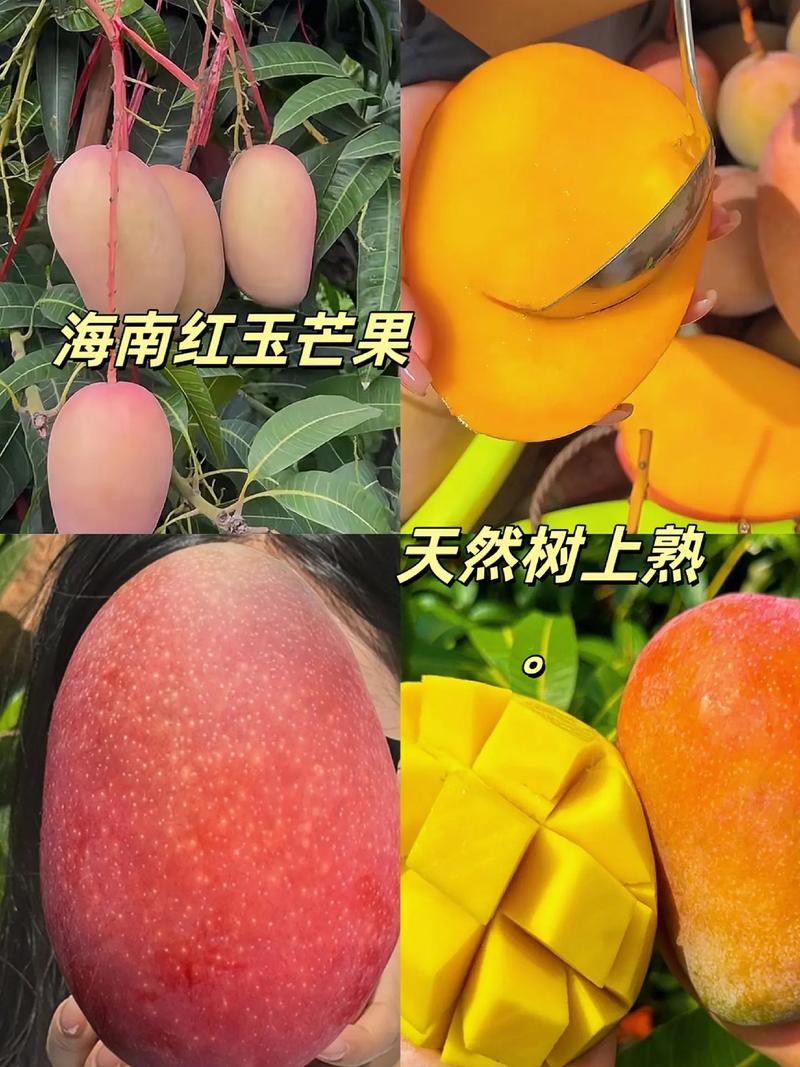 红果免费短剧怎么提现到微信