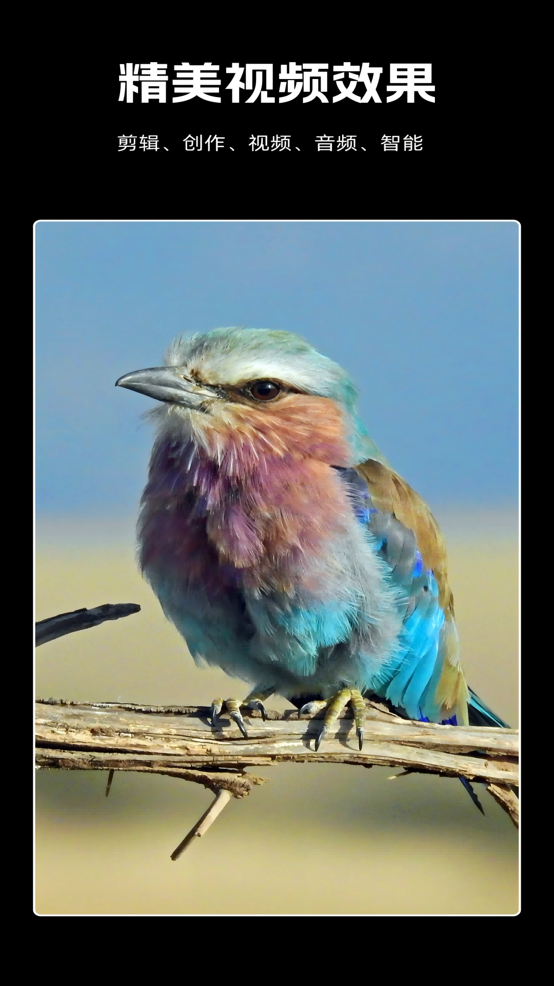 剪辑虎下载介绍图